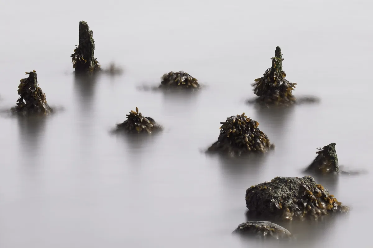 Alte Holzpfähle einer Buhne stehen in stillem, nebligem Wasser.