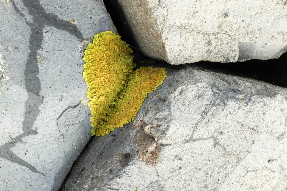 Gelbe Flechte wächst in der Spalte zwischen zwei grauen Steinen.